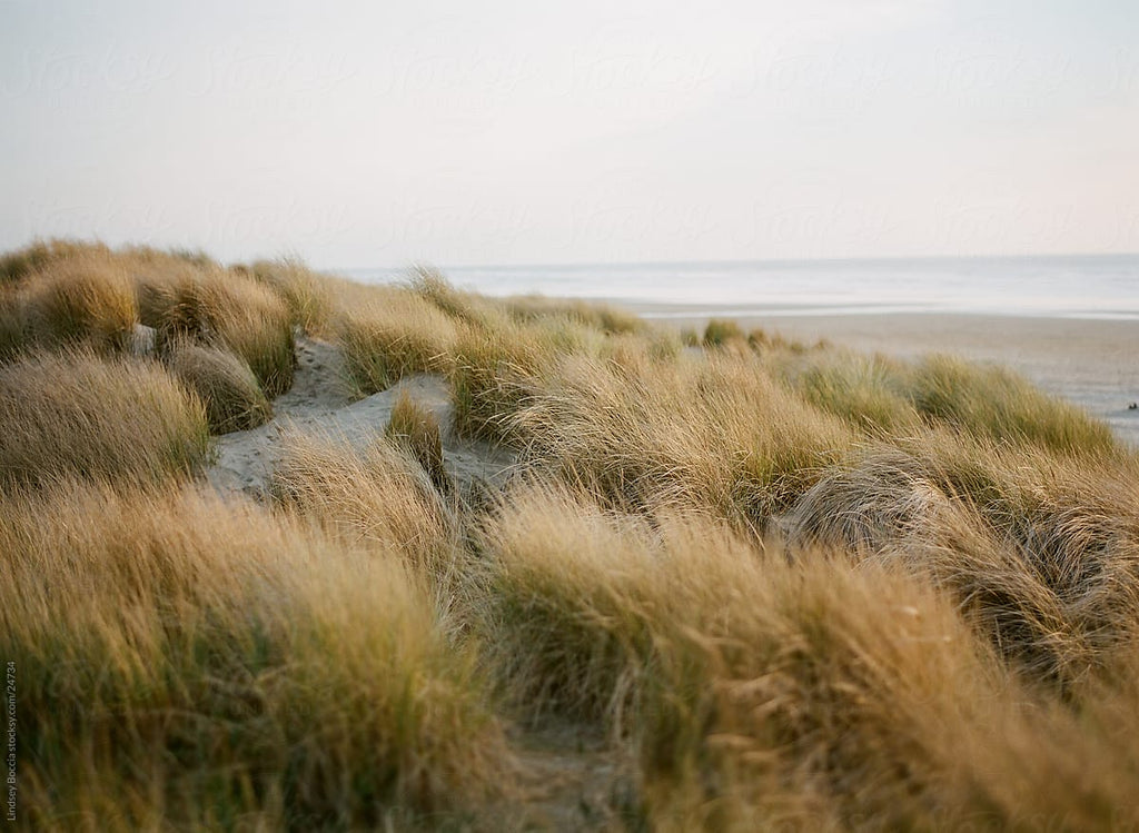 Summer Playlists: Dinner Party, Road Trip, Beach Bound, Stargazing