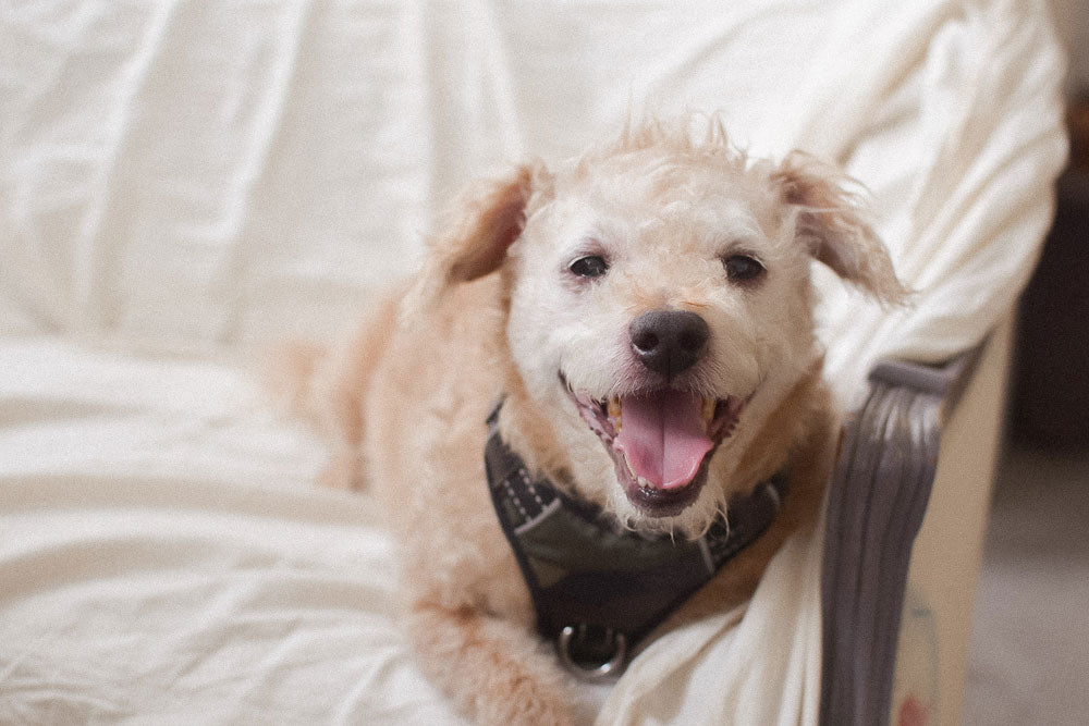 Behind the Scenes With Redford, Our Shop Dog