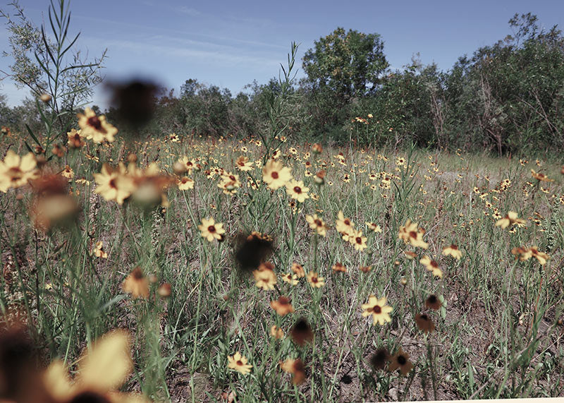 Taking Heed of Kind Words
