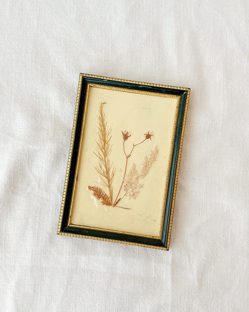 Framed Press Flowers